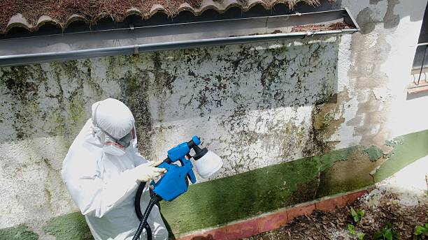 Top rated local Crawl Space Mold Remediation specialists in Williamstown, KY